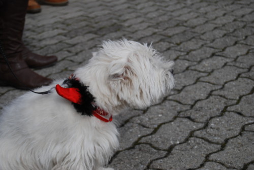 Brandons d'Yverdon 2010