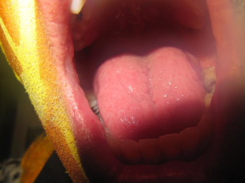 Brandons d'Yverdon 2011