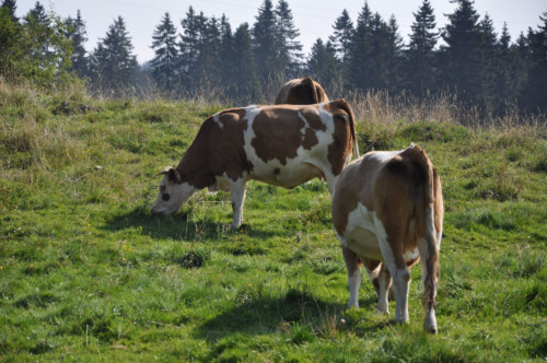 Pic nic annuel 2012 aux Diablerets