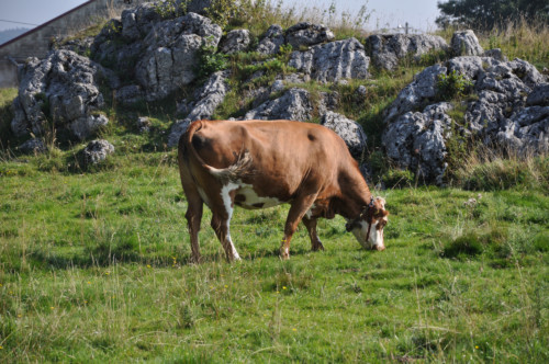 Pic nic annuel 2012 aux Diablerets