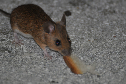 Pic nic annuel 2012 aux Diablerets