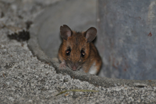Pic nic annuel 2012 aux Diablerets