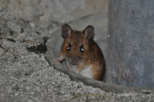 Pic nic annuel 2012 aux Diablerets