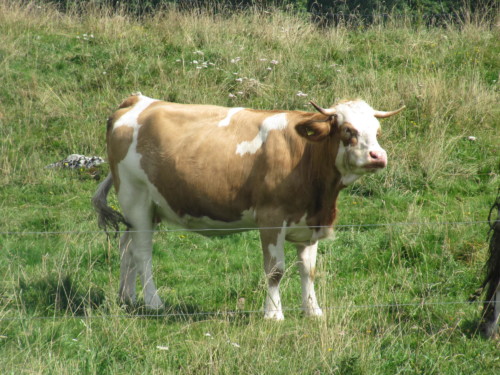 Pic nic annuel 2012 aux Diablerets