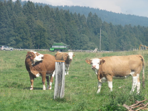 Pic nic annuel 2012 aux Diablerets