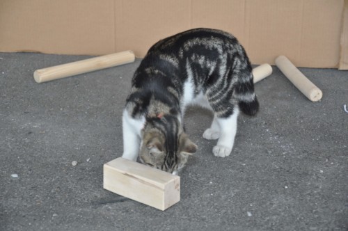 Les 15 ans de la Niouguen's