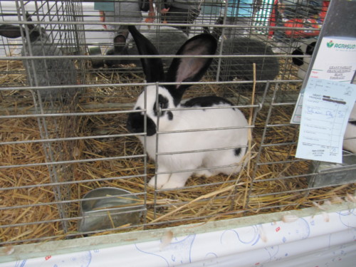 2015 – Montbrison (France)