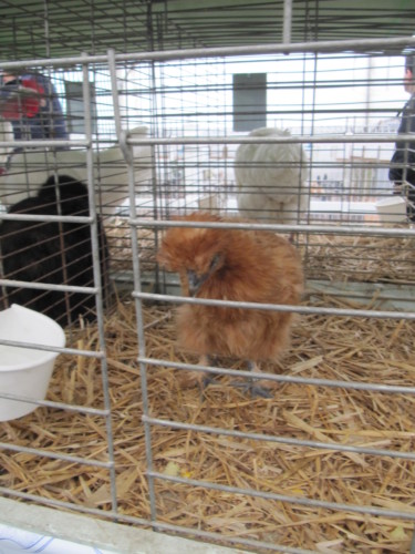 2015 – Montbrison (France)