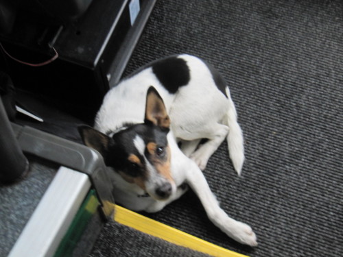 2018-carnaval-broc-niouguens (28)